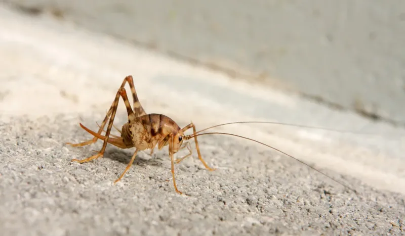 Wet Fall Weather Can Push More Of Them Indoors