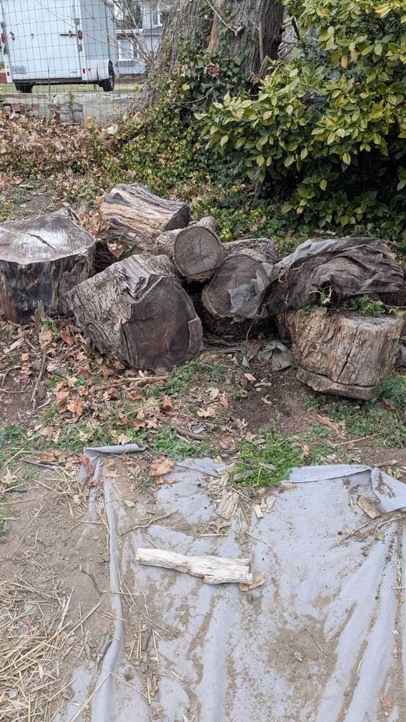 Wet Soil And Woodpiles Feed Colonies