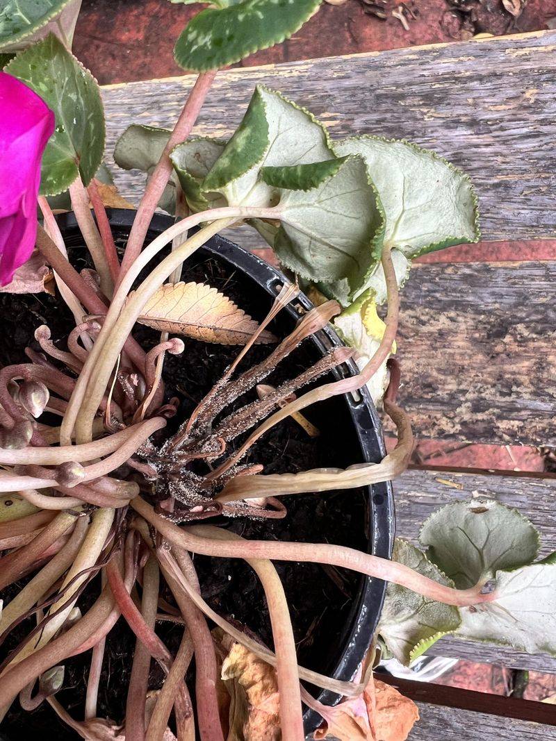 Wet Soil Can Leave The Roots Struggling Wet Soil Can Leave The Roots Struggling
