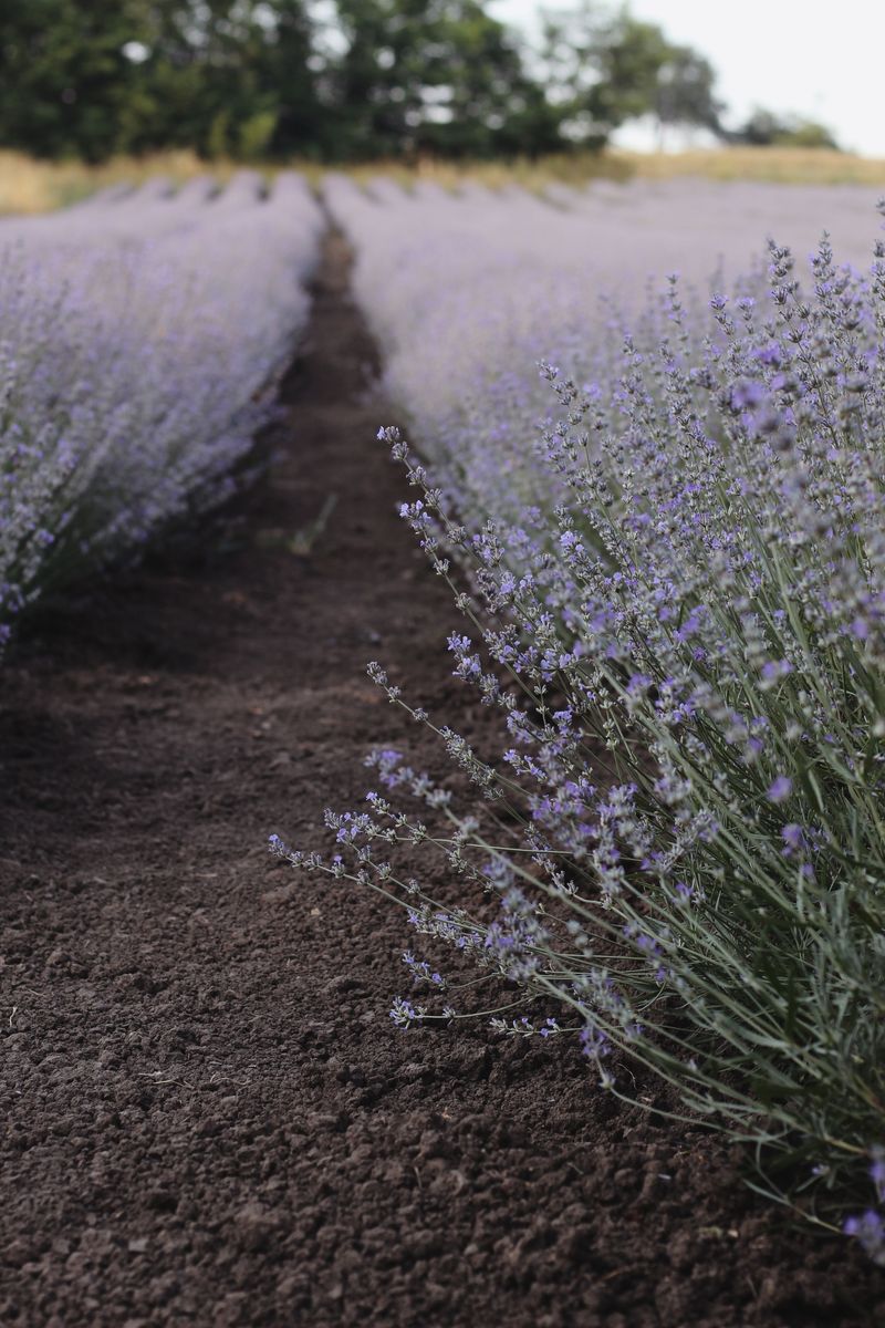 Wet Soil Is The Main Winter Risk
