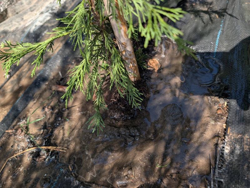Wet Soil Makes Windthrow More Likely