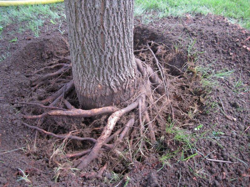 What A Girdling Root Is What A Girdling Root Is