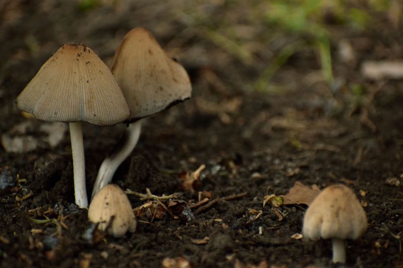 What Chemical Use Means For The Fungi Below
