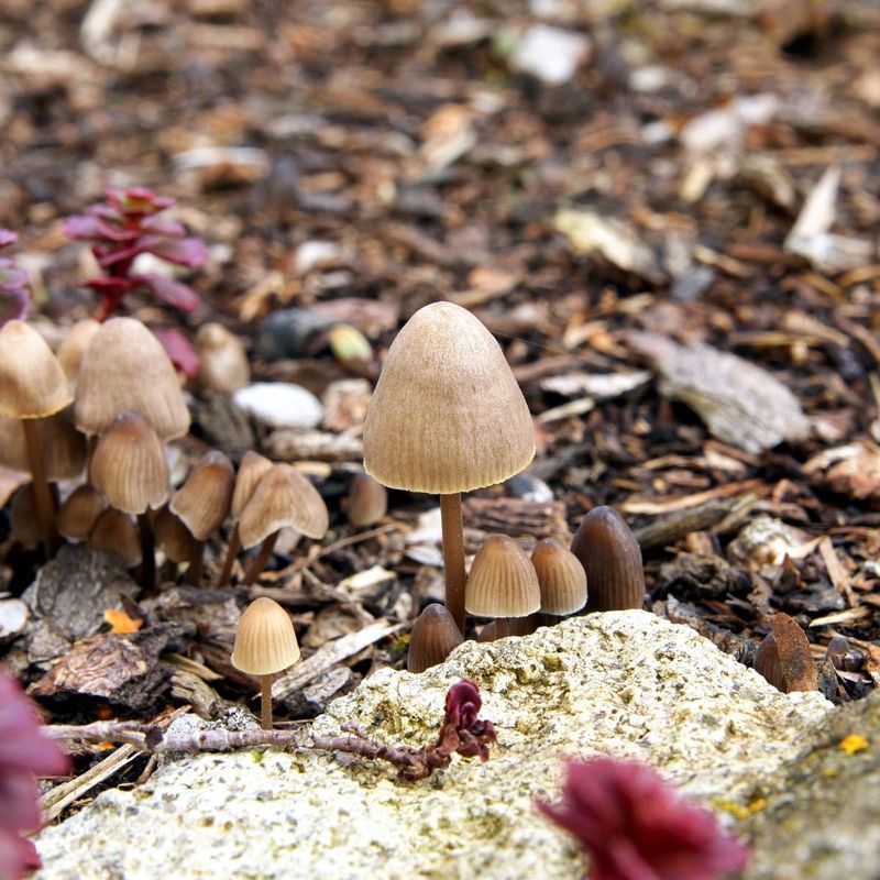 What Could the Fungus Be Feeding On?