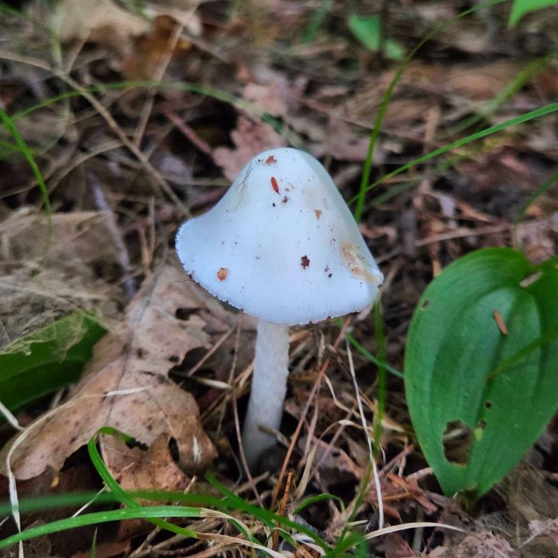 What Makes Its Poison So Harmful