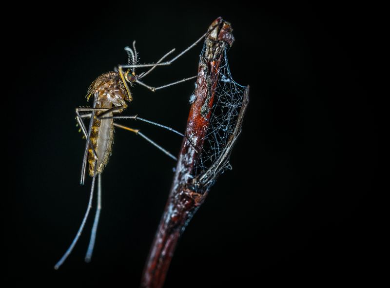What Orb-Weavers Eat, And Why It Helps What Orb-Weavers Eat, And Why It Helps