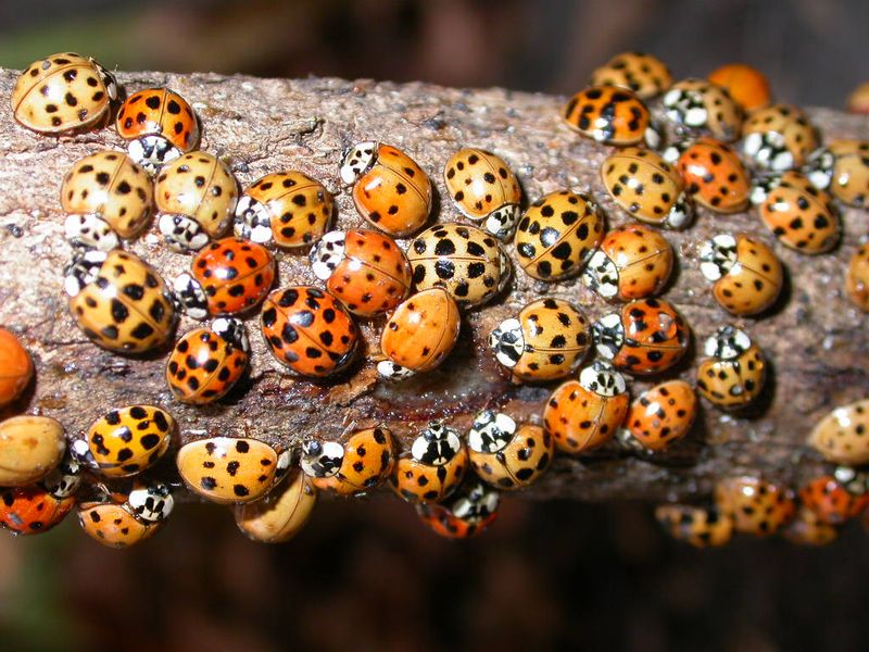 What Spring Brings When Beetles Wake Up What Spring Brings When Beetles Wake Up
