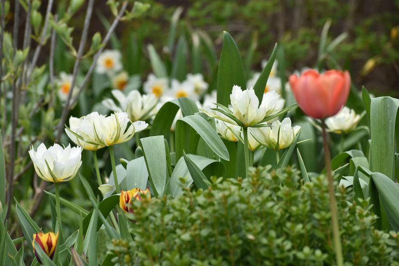 What Spring Will Look Like For Your Michigan Bulbs