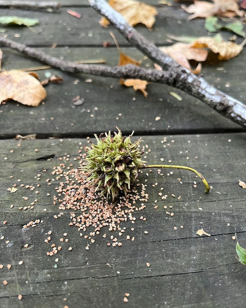 What Those Spiky Balls Really Are What Those Spiky Balls Really Are