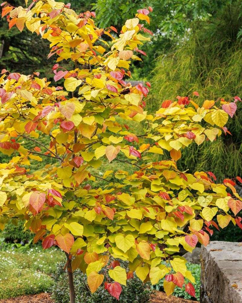 What To Do For Redbuds This Fall Instead What To Do For Redbuds This Fall Instead