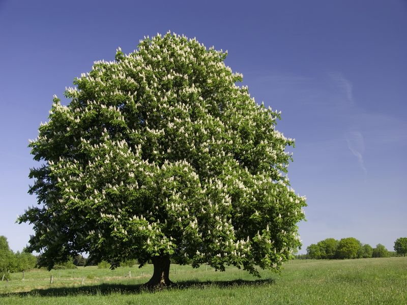 What To Do If You Have One In Your Yard What To Do If You Have One In Your Yard