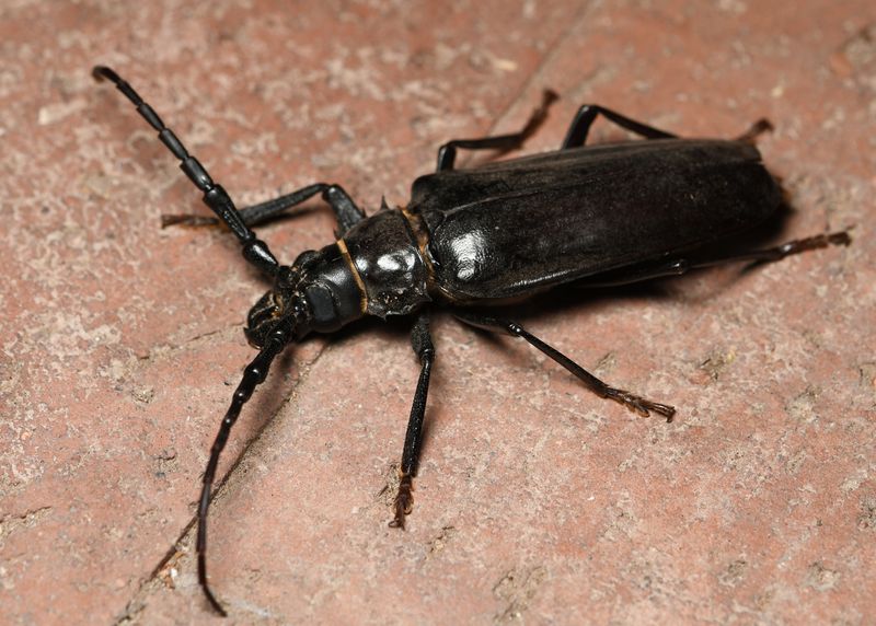 What a palo verde root borer larva may look like What a palo verde root borer larva may look like