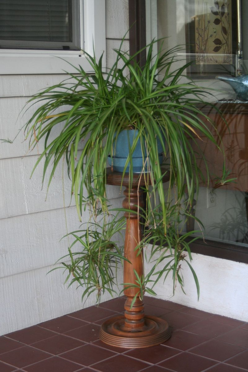 What a spider plant does with formaldehyde