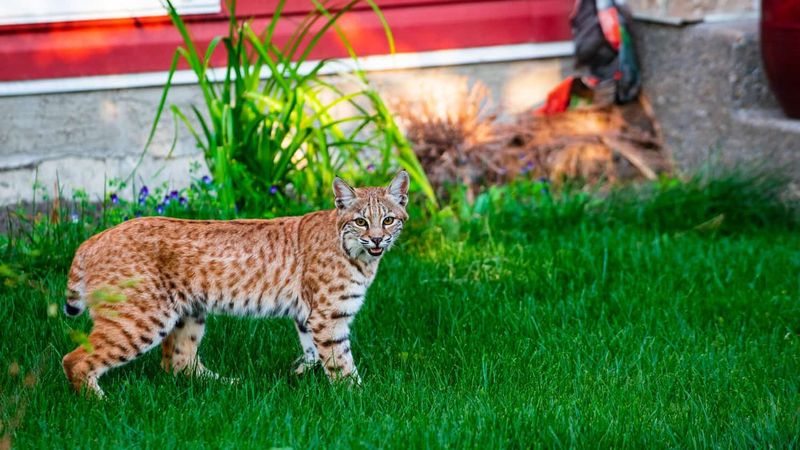 What an Arizona neighborhood sighting does—and does not—mean What an Arizona neighborhood sighting does—and does not—mean
