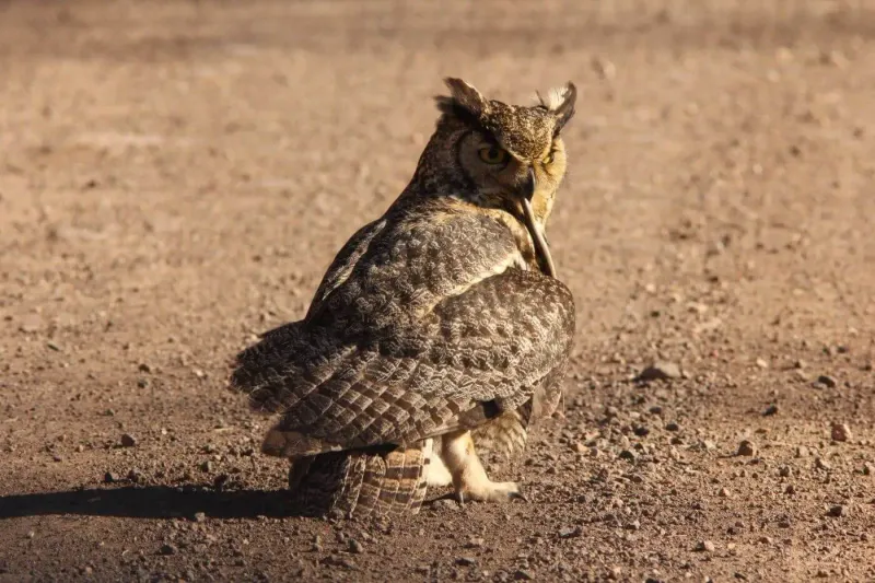 What an owl’s menu can—and cannot—tell you