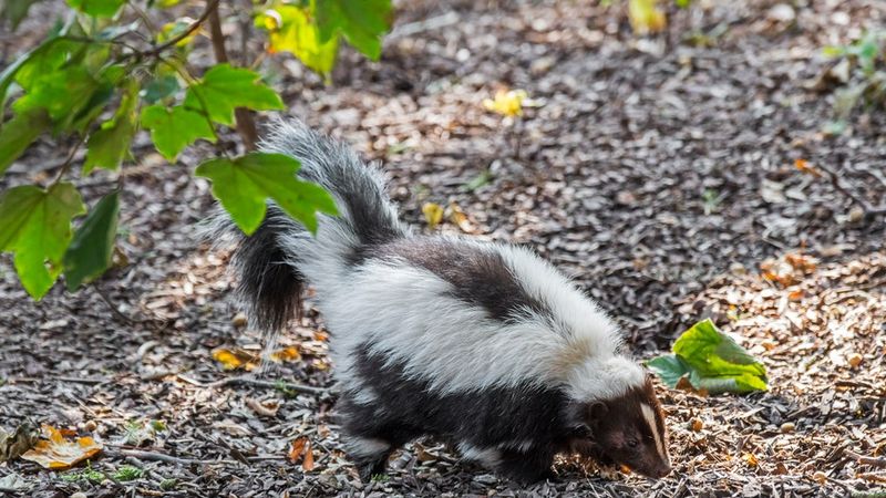 What fall does—and does not—tell us