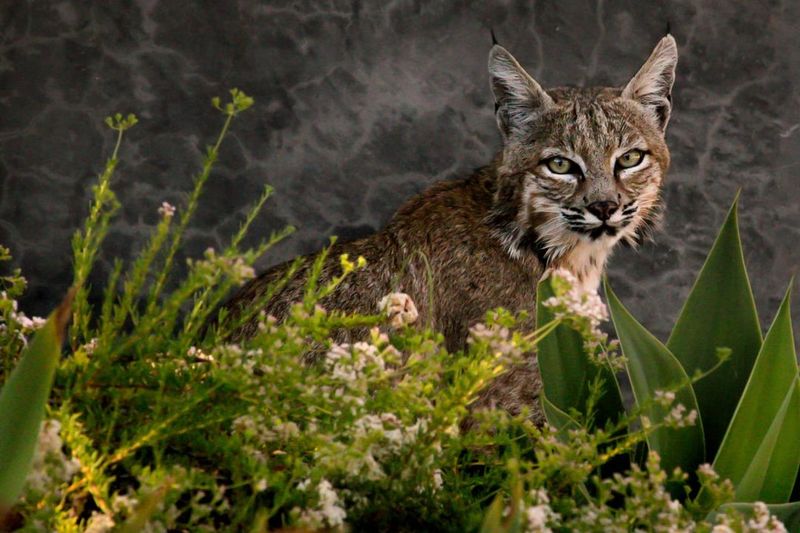 What in a yard may attract a bobcat What in a yard may attract a bobcat