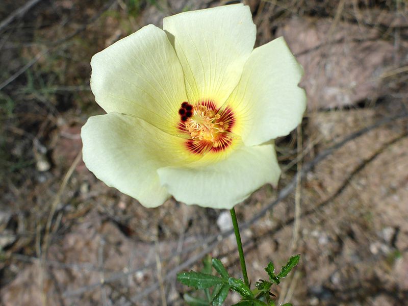 What its flowers look like What its flowers look like