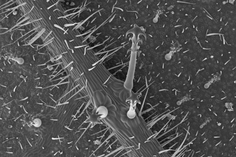 What researchers found on its surface What researchers found on its surface