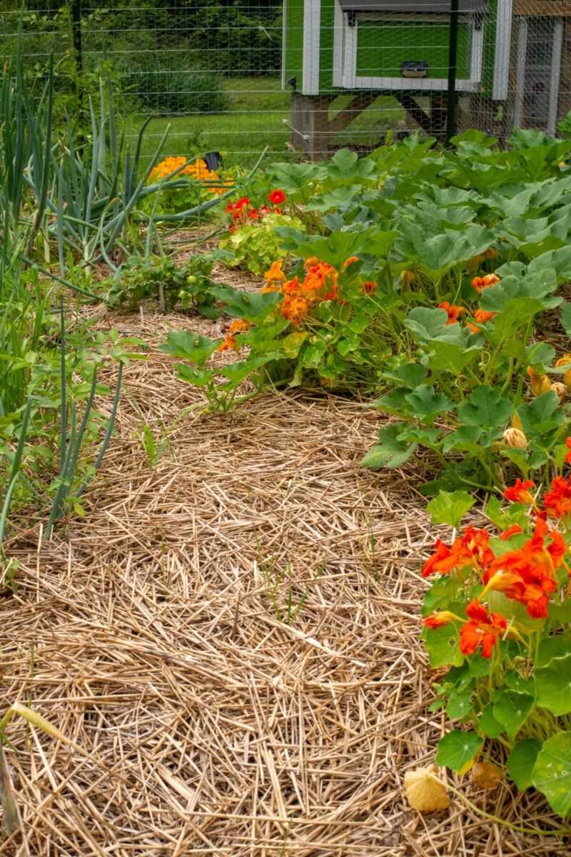 Wheat Straw Makes A Lower-Risk Choice For Garden Mulch