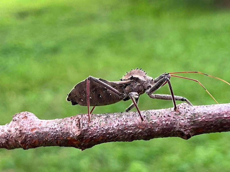 Wheel Bugs Have A Gear-Shaped Crest