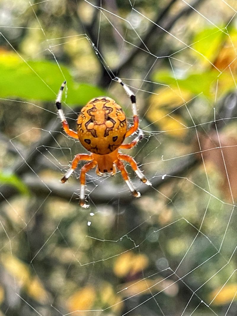 Wheel-Shaped Webs Often Stretch Between Shrubs And Trees Wheel-Shaped Webs Often Stretch Between Shrubs And Trees