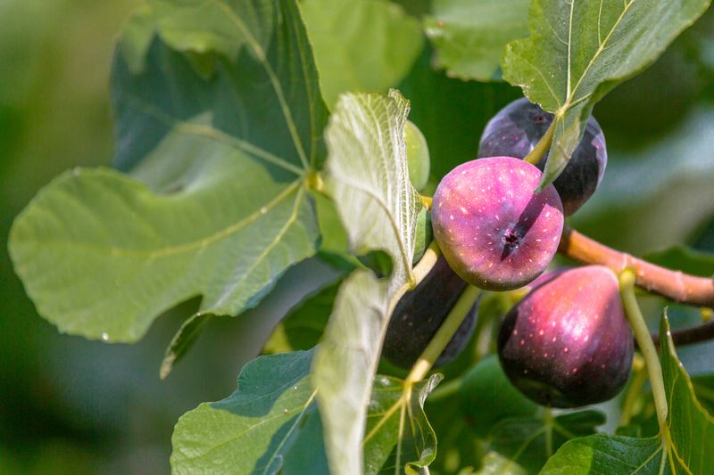 When Arizona fig growers should prune
