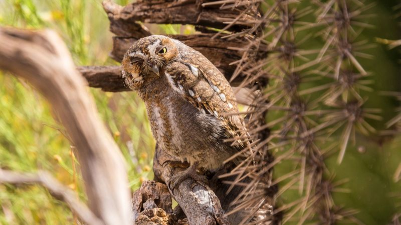 When Elf Owls may be in the Sonoran Desert
