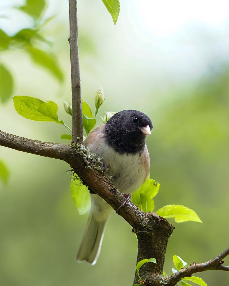 When Juncos Flash Their White Tails and Head North, Spring Is Close When Juncos Flash Their White Tails and Head North, Spring Is Close