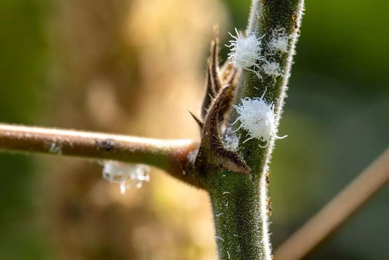When Planthoppers Become A Problem Worth Addressing  