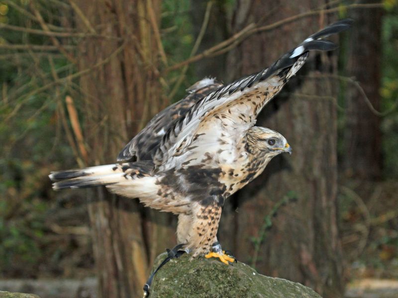 When To Look For It When To Look For It