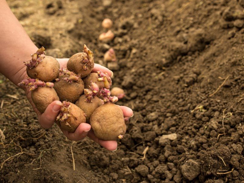 When should Arizona gardeners plant? When should Arizona gardeners plant?