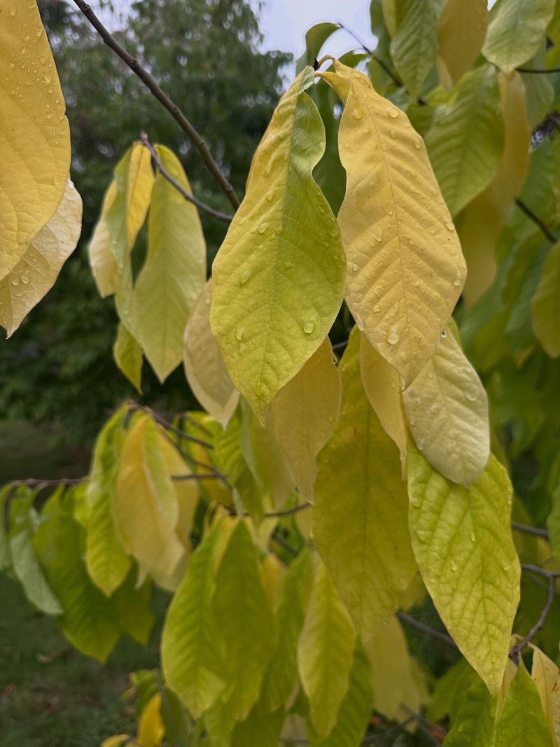 Where Pawpaws Grow Wild Across Ohio