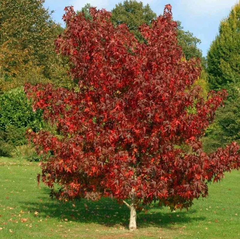 Where To Find Black Gum Trees Where To Find Black Gum Trees