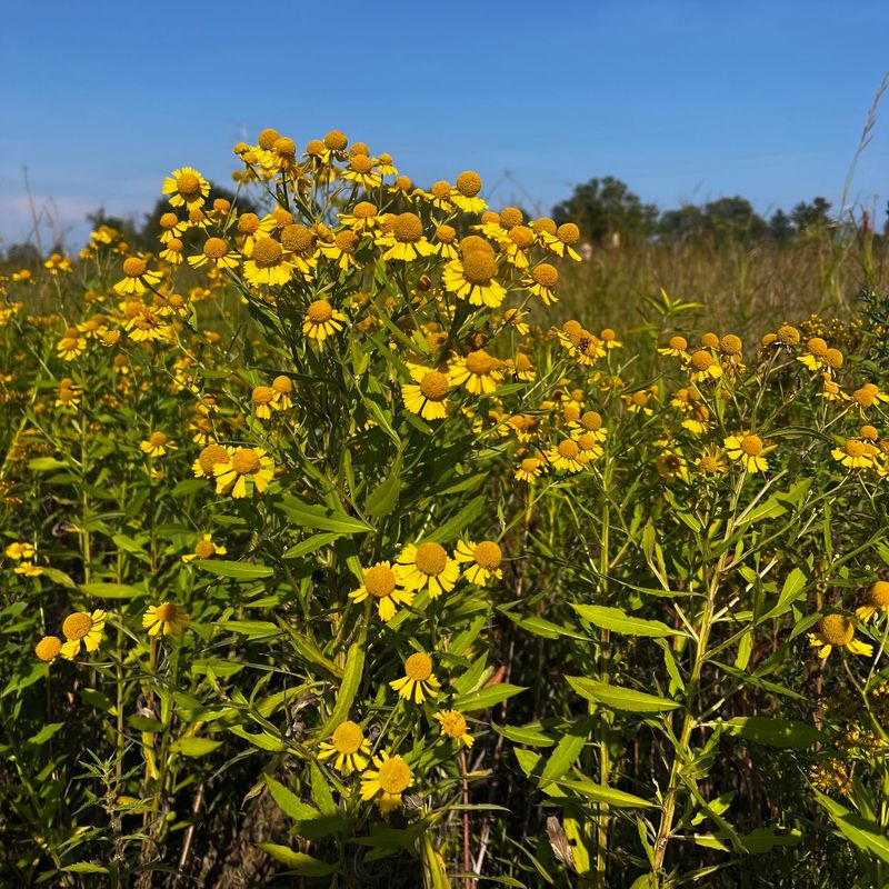 Where To See Wild Sneezeweed Across Ohio