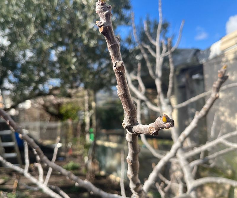 Which branches you remove can affect the early crop
