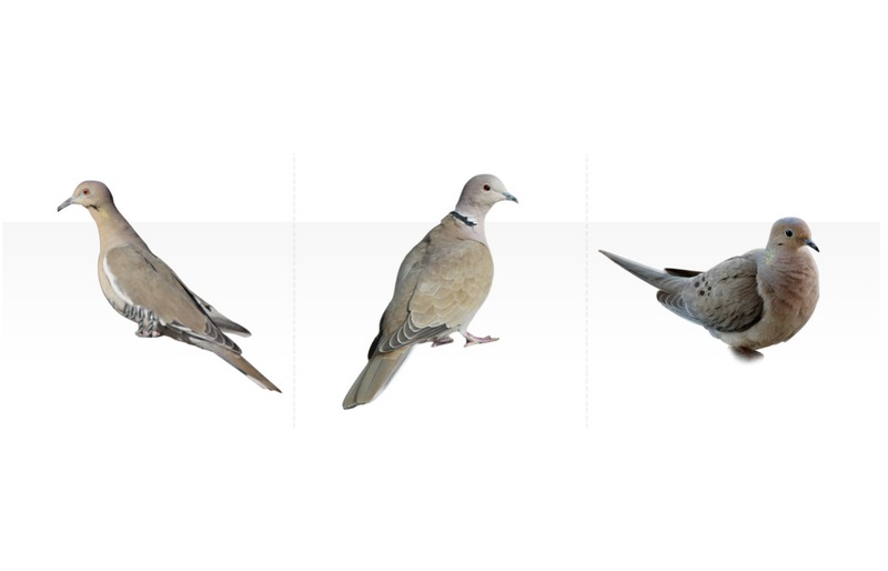 Which dove is visiting?