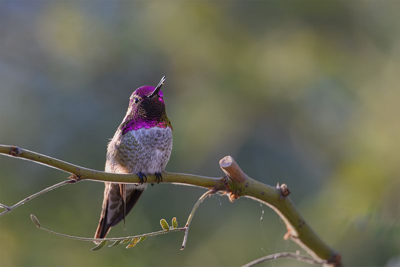 Which hummingbirds might visit in winter? Which hummingbirds might visit in winter?