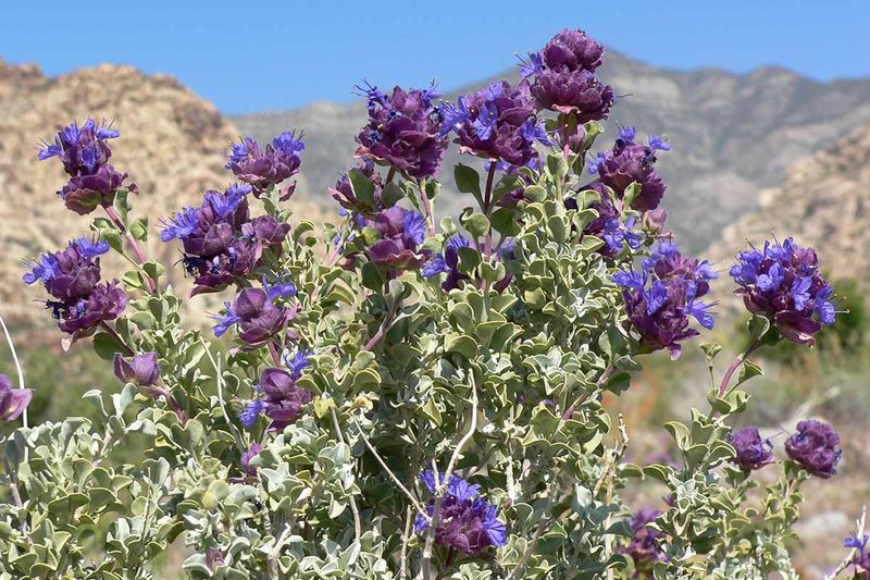 Which plant does “desert sage” mean? Which plant does “desert sage” mean?