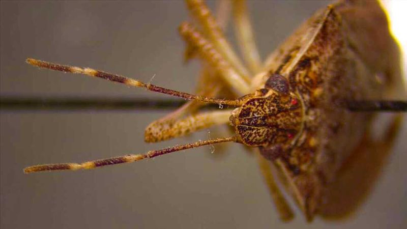 White Bands On The Antennae Help Confirm Its Identity White Bands On The Antennae Help Confirm Its Identity