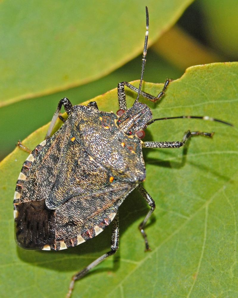White Bands On The Antennae Help Tell This Species Apart White Bands On The Antennae Help Tell This Species Apart