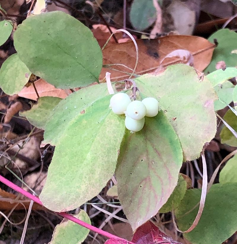 White Berries Feed Wildlife
