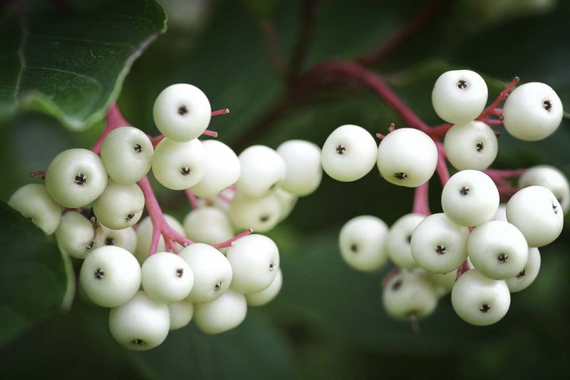 White Berries Sit On Bright Red Stems White Berries Sit On Bright Red Stems
