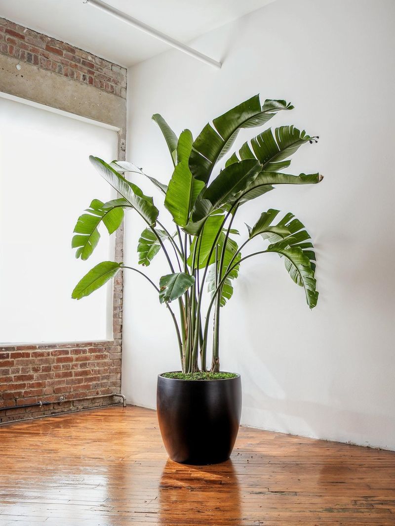 White Bird Of Paradise White Bird Of Paradise