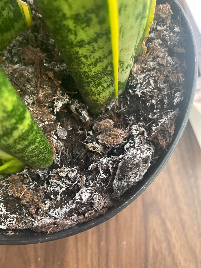White Crust on Soil from Hard Water White Crust on Soil from Hard Water