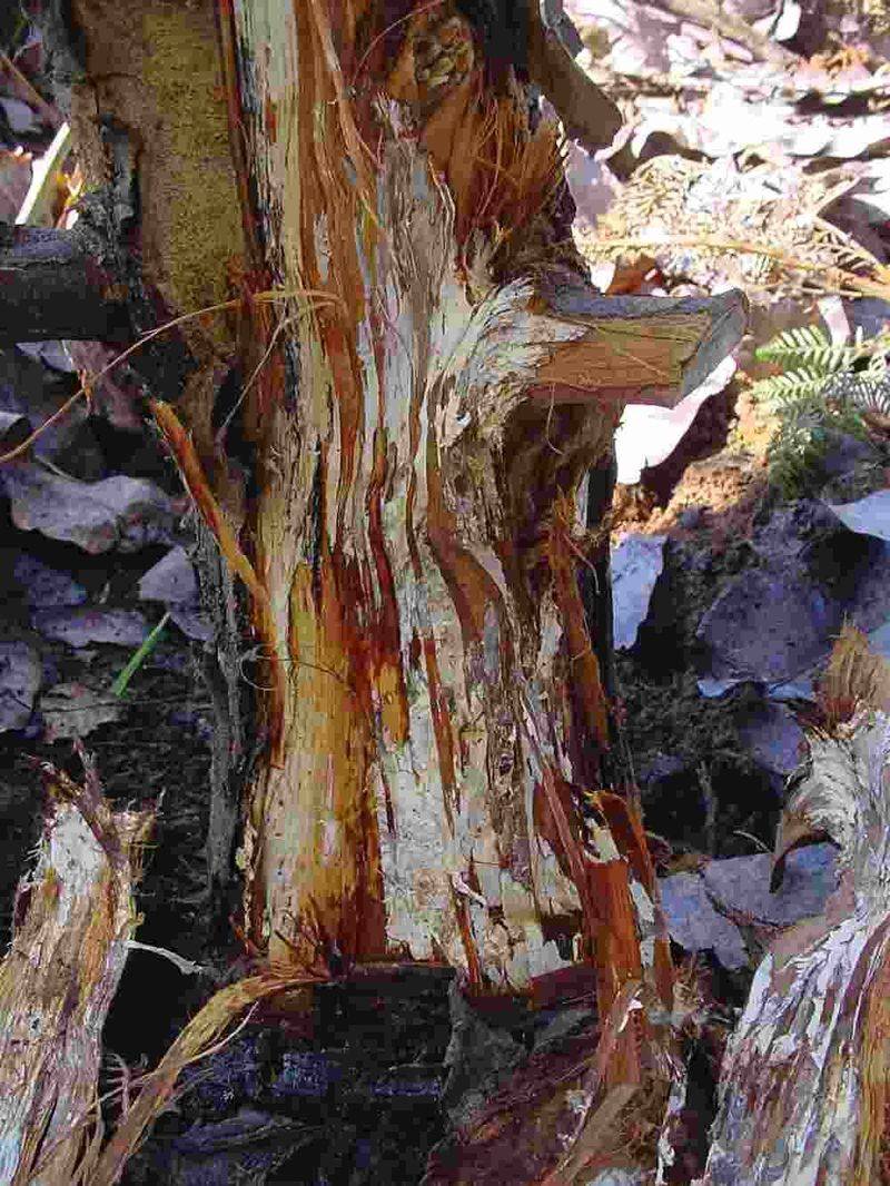 White, Fan-Shaped Growth Under Loose Bark Is A Telltale Sign