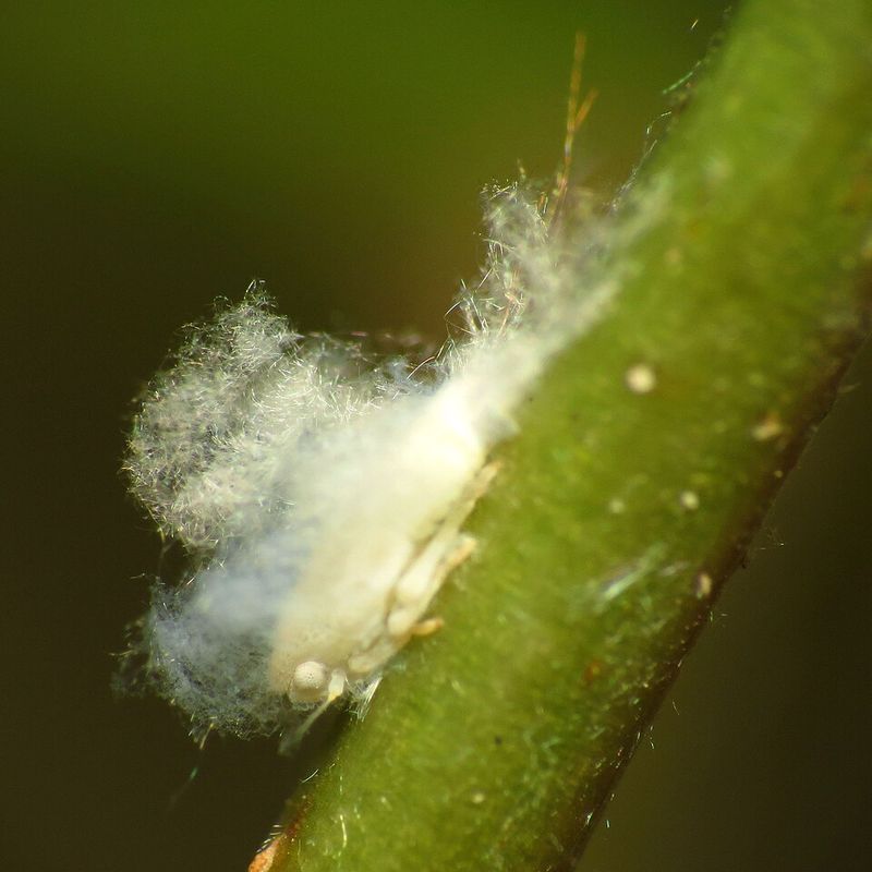 White Fluffy Wax On Stems Comes From The Young Nymphs