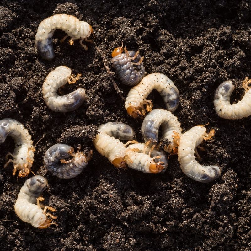 White Grubs Near The Surface Can Draw More Digging Into Lawns White Grubs Near The Surface Can Draw More Digging Into Lawns
