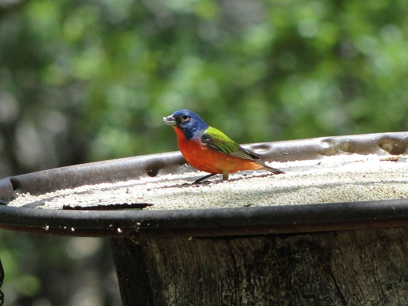White Millet At The Feeder