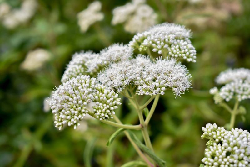 White Mistflower Becomes A Monarch Magnet In Autumn